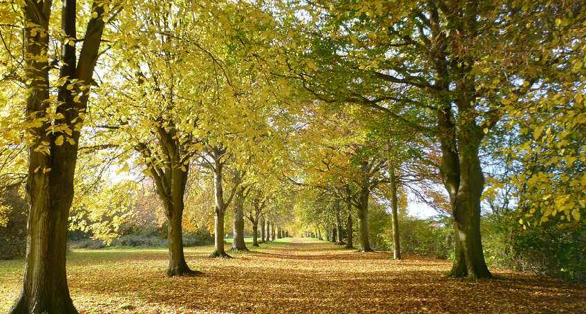 Avenue of trees in Farnham Park.