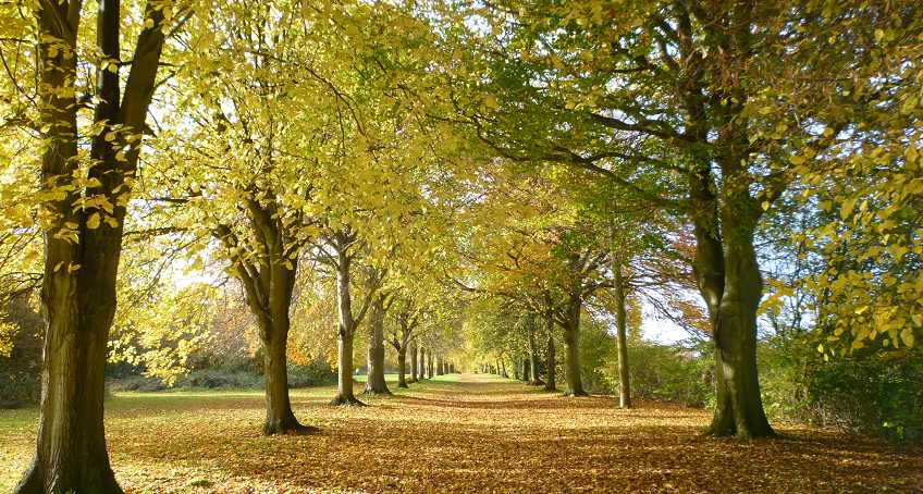Avenue of trees in Farnham Park. Avenue of trees in Farnham Park.